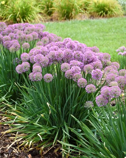 Alliums