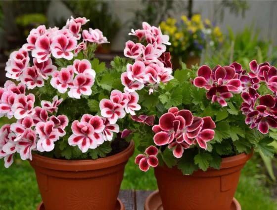 Geraniums