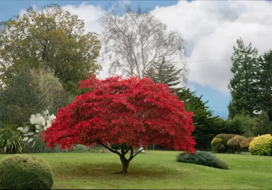 Japanese Maple Tree as a Centerpiece