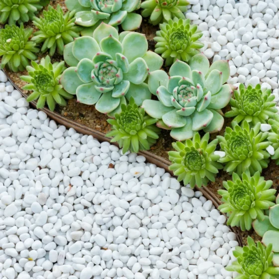 Mini White Rock Garden with Succulents