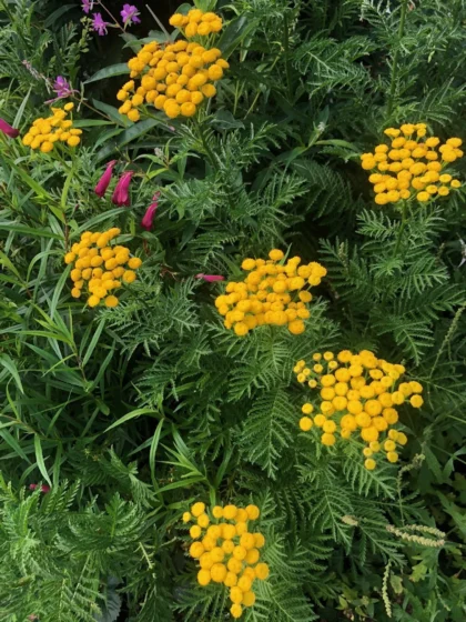Tansy