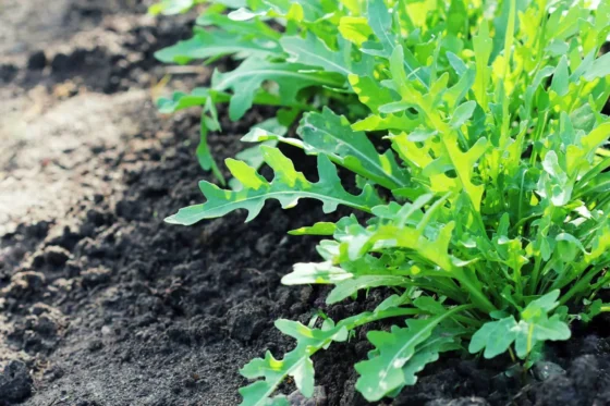 Peppery arugula leaves growing in a fall garden bed.