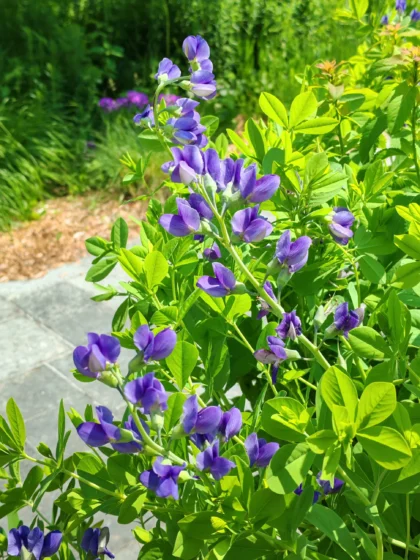 Baptisia (False Indigo)
