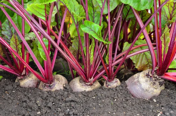 Beets