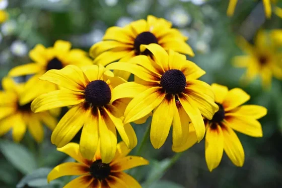 Black-eyed Susan flowers glowing in autumn sunlight.