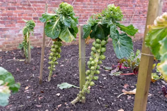 Brussels Sprouts