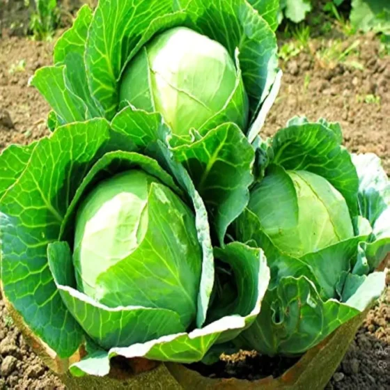 Cabbage