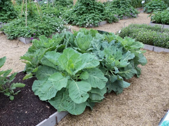Lush collard greens growing in a fall raised bed.