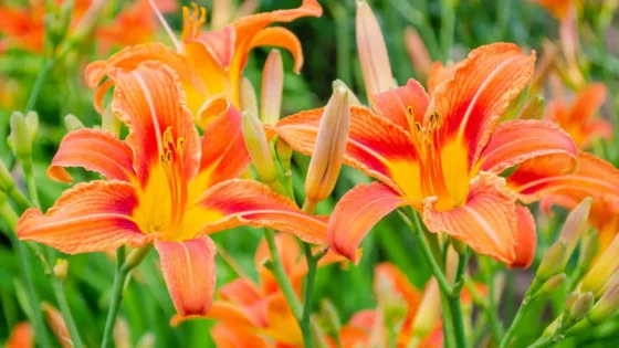 Orange daylilies in bloom along a garden path.