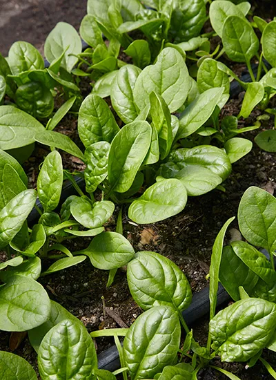Fresh kale and spinach growing in a fall vegetable garden.