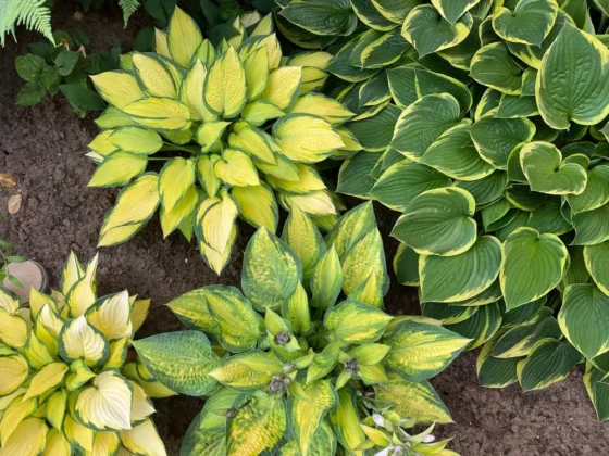 Hostas