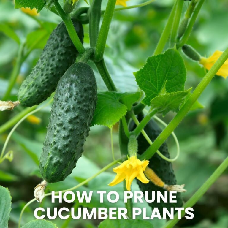 How to Prune Cucumber Plants