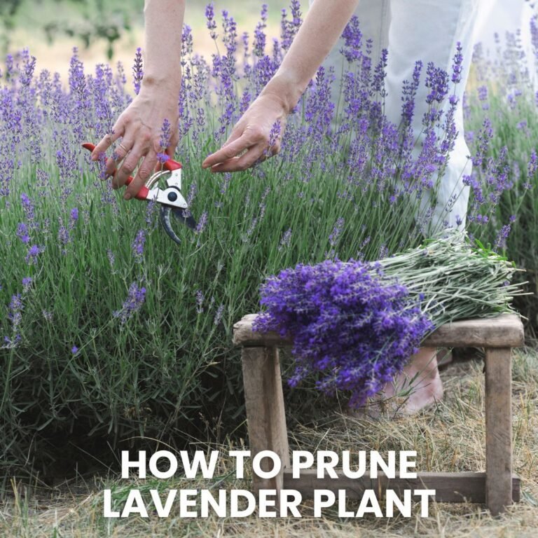 How to Prune Lavender Plant
