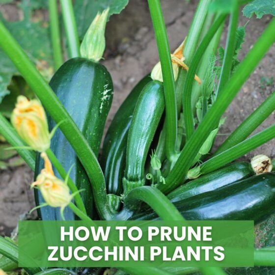How to Prune Zucchini Plants