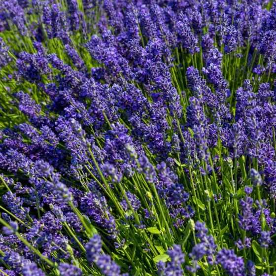 Lavender plants growing in neat rows under fall sunlight.
