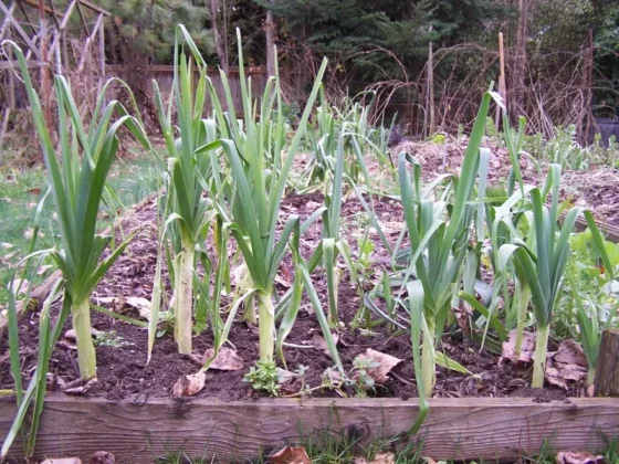 Tall green leeks in a fall vegetable garden.