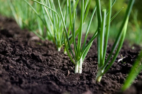 Onion bulbs sprouting in a fall garden bed.