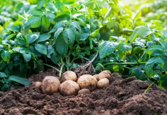 Fall potatoes growing in fabric grow bags.