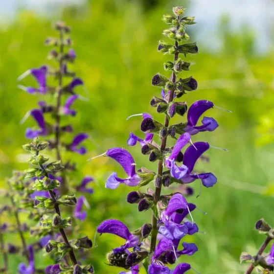 Salvia (Meadow Sage)