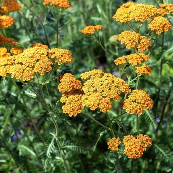 Yarrow (Achillea)