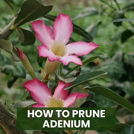 How to Prune Adenium