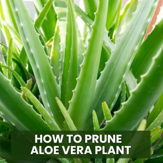 How to Prune Aloe Vera