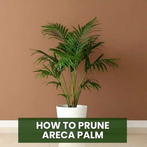 How to Prune Areca Palm