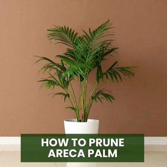 How to Prune Areca Palm