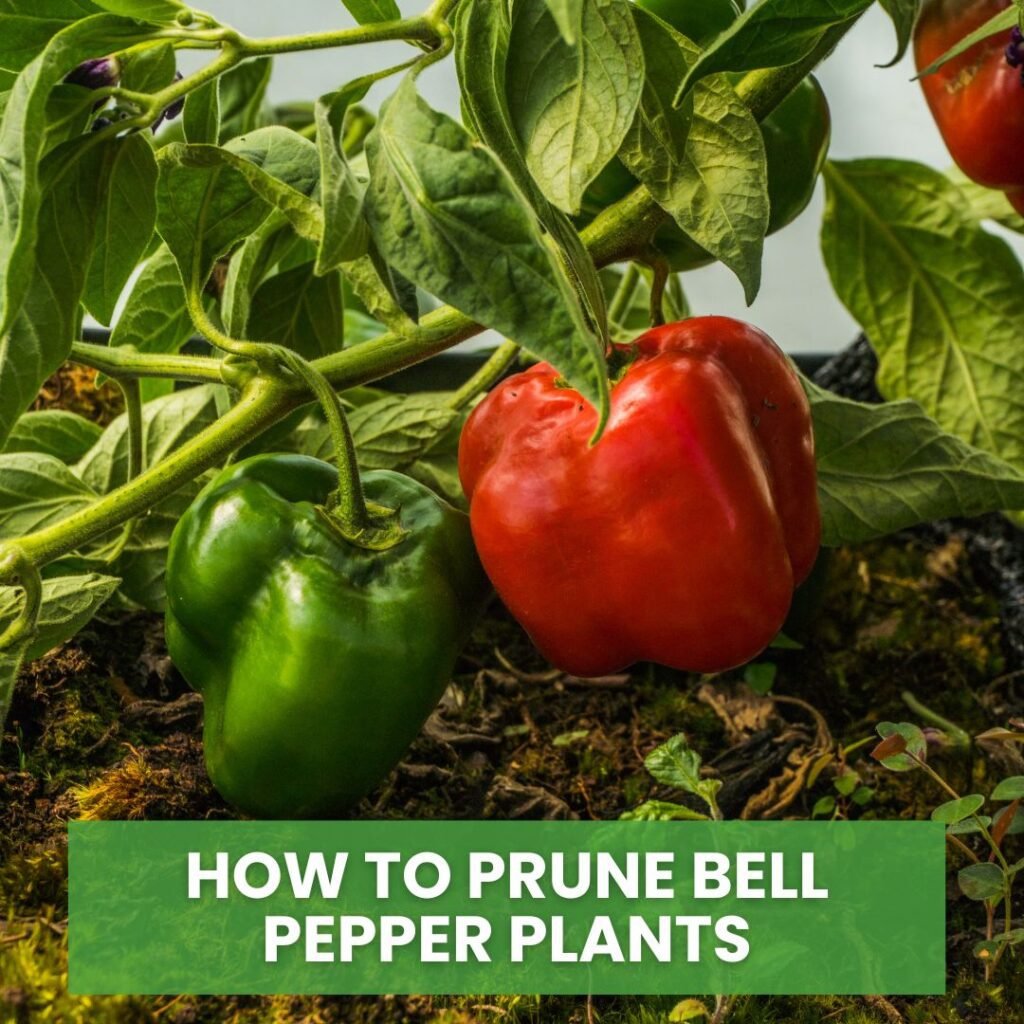 How to Prune Bell Pepper Plants for Bigger Harvests and Healthier Growth
