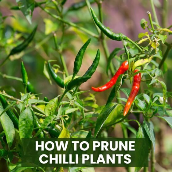 How to Prune Chilli Plants