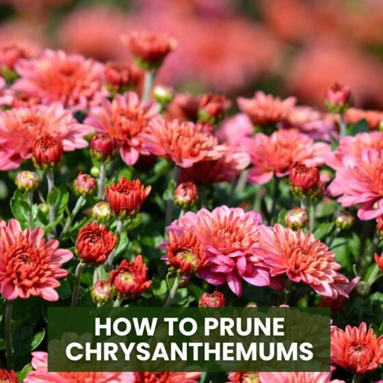 How to Prune Chrysanthemums