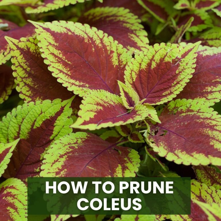 How to Prune Coleus