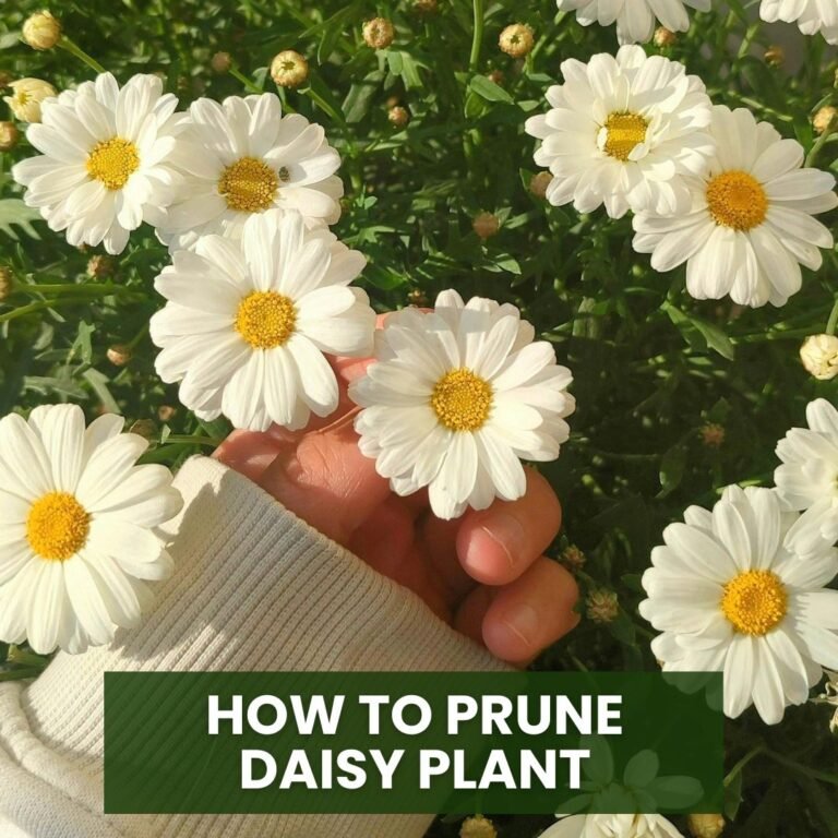 How to Prune Daisy Plants