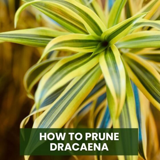How to Prune Dracaena