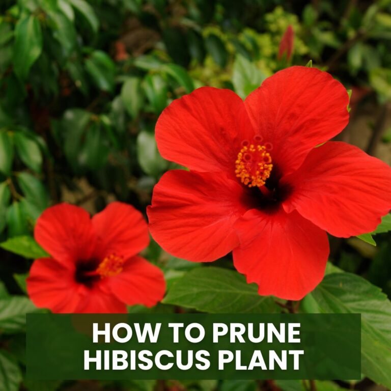 How to Prune Hibiscus Plant