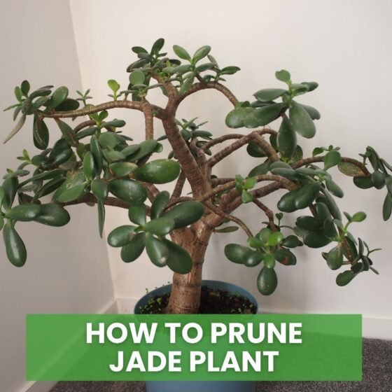 How to Prune a Jade Plant
