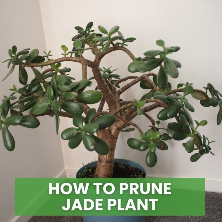 How to Prune a Jade Plant