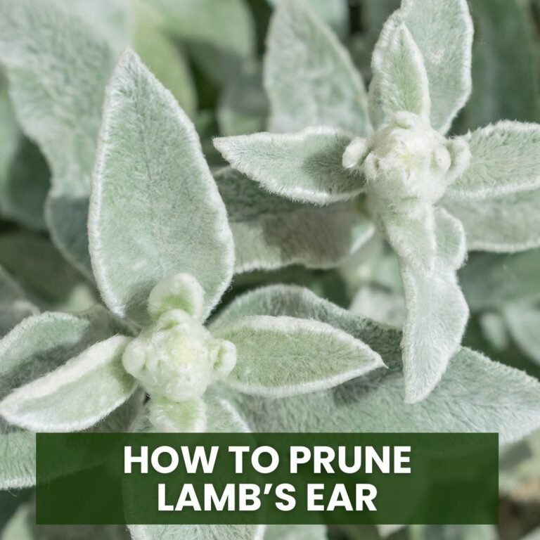 How to Prune Lamb’s Ear