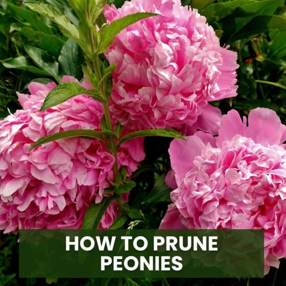 How to Prune Peonies