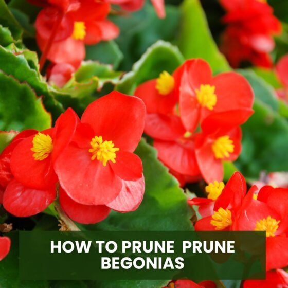 How to Prune Prune Begonias