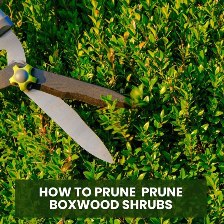 How to Prune Prune Boxwood Shrubs