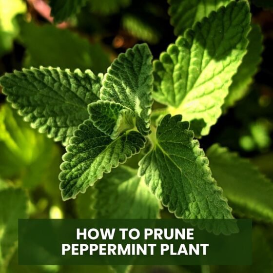 How to Prune Peppermint