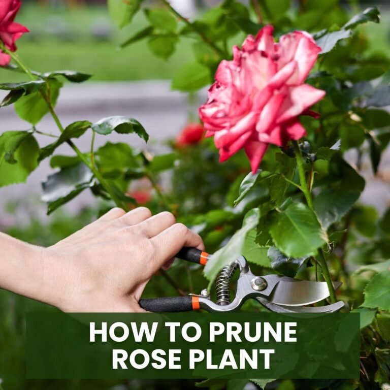 How to Prune Rose Plant