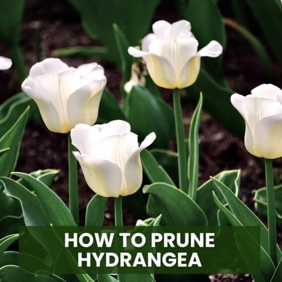 How to Prune Tulips