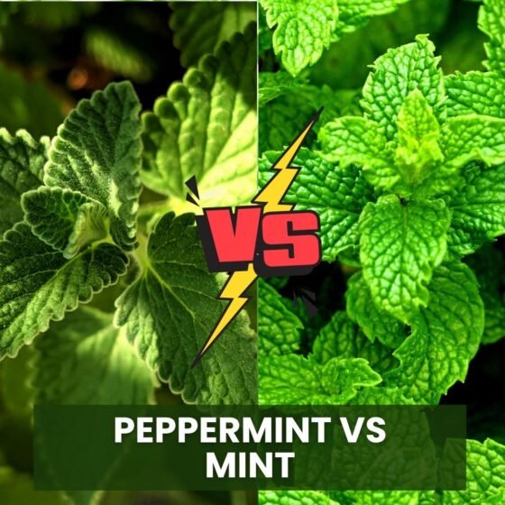 Peppermint vs Mint