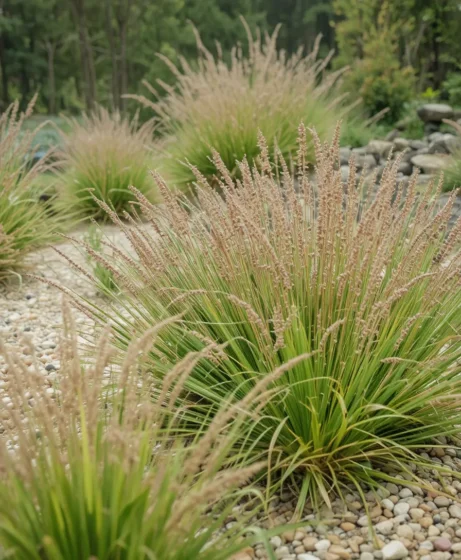 Wild Prairie Gravel Garden
