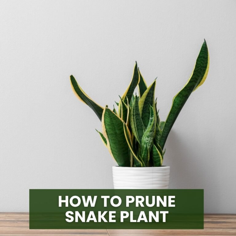 how to prune snake plant