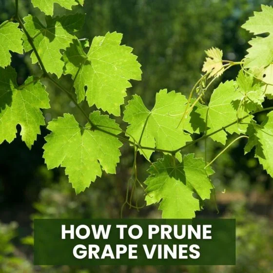 Grape Vine Pruning Tips