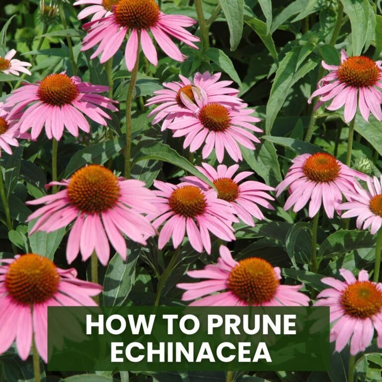 How to Prune Echinacea