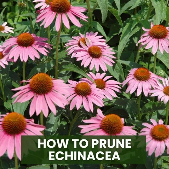 How to Prune Echinacea